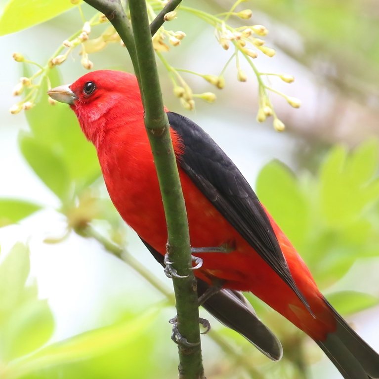 Scarlet Tanager May by Nick Kerosky