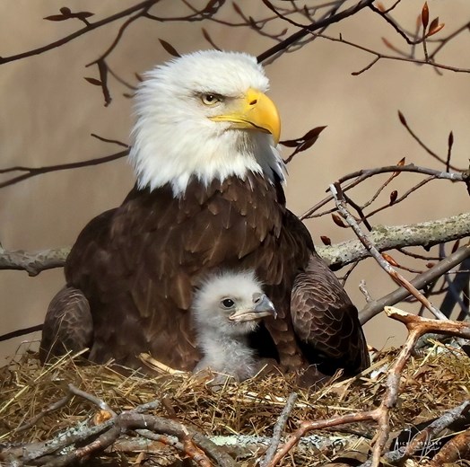 Spring Eagles in Northeast Ohio Trumbull County