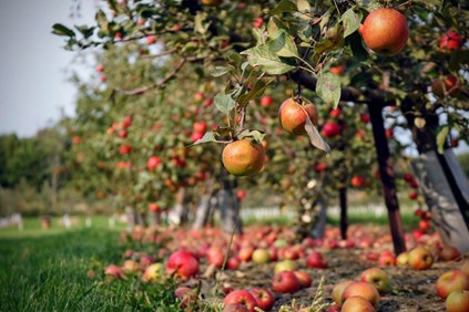 Fall Apple Picking in Northeast Ohio
